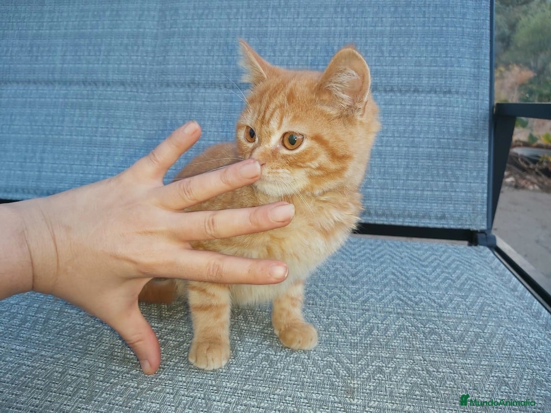 Británico de Pelo Corto gatos en venta: Bristish shorthair machito precioso - Imagen 3