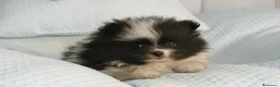 Pomerania perros en venta: CACHORROS DE POMERANIA  - Anuncio 17