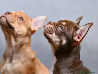 Bulldog Francés perros - Anuncio 35
