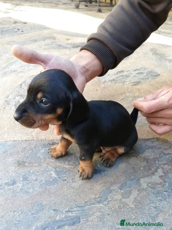 Teckel Miniatura perros en Ciudad Real - Anuncio 2