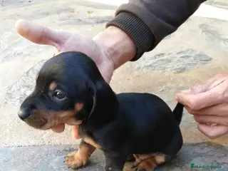 Teckel Miniatura perros Teckel clásicos y exóticos en Ciudad Real - Anuncio 24
