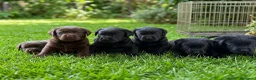 Labrador Retriever perros en venta: labrador negro - Anuncio 4