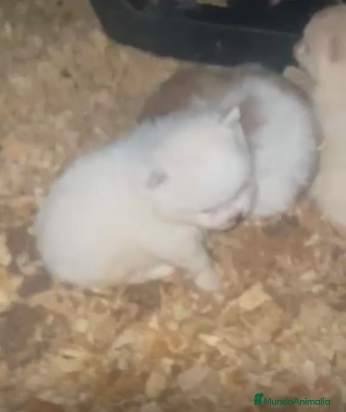 Pomerania perros Lulu pomerania toy  - Anuncio 5