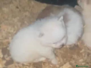 Pomerania perros Lulu pomerania toy - Anuncio 20