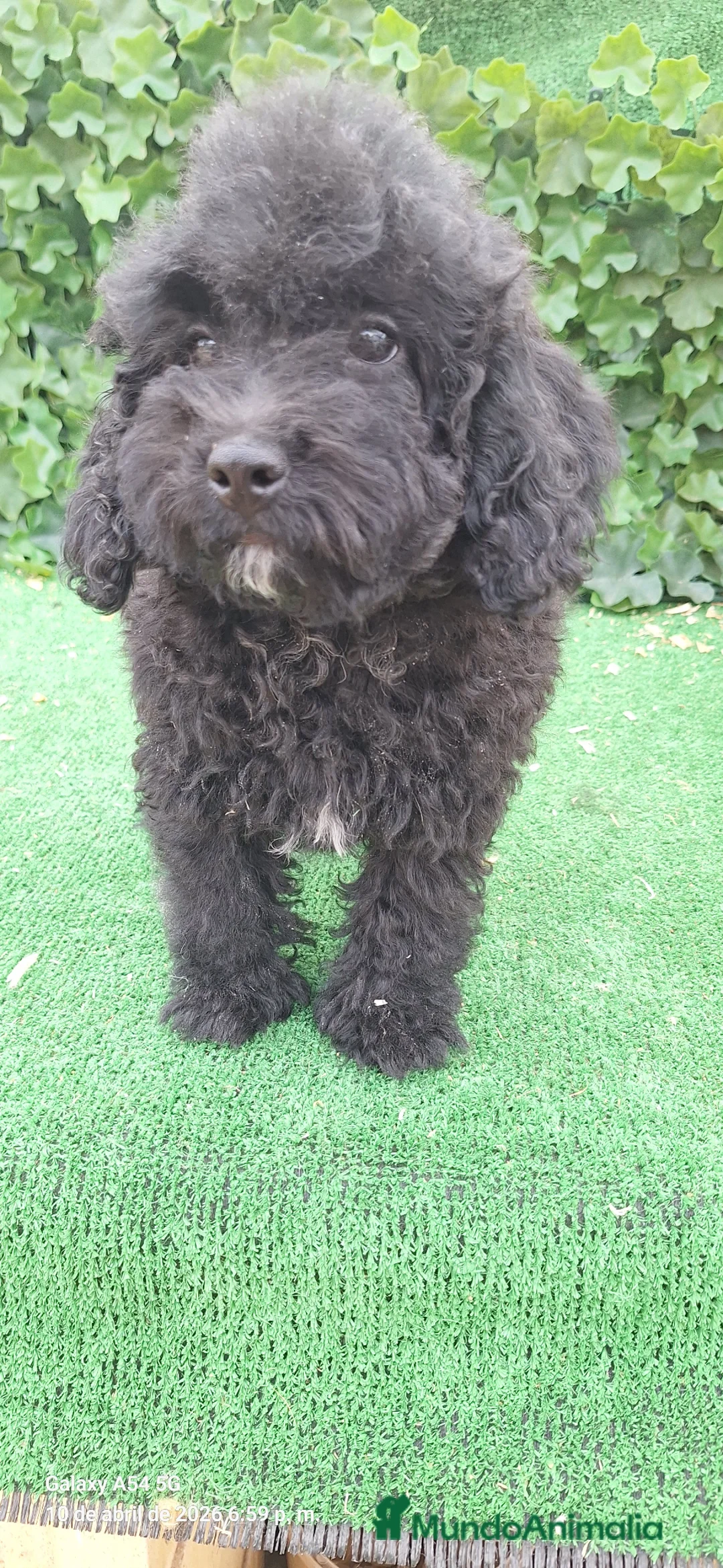 Raza Mixta perros en venta: Caniche toy con perro de agua  - Anuncio 1