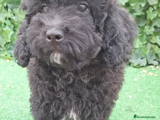 Raza Mixta perros Caniche toy con perro de agua - Anuncio 1