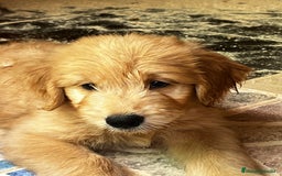 Goldendoodle perros en venta: Goldendoodle  - Imagen 8