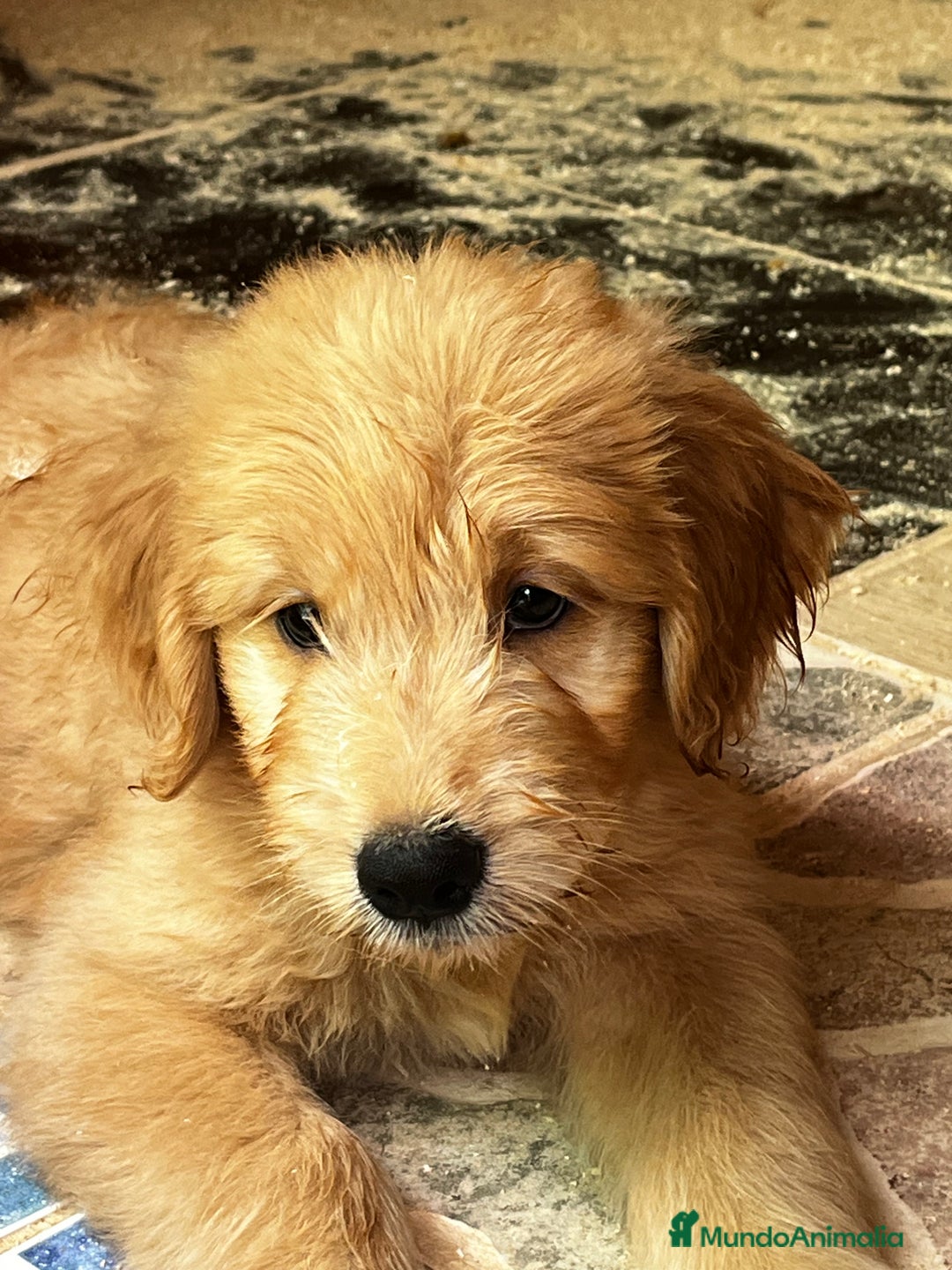 Goldendoodle perros en venta: Goldendoodle  - Imagen 8
