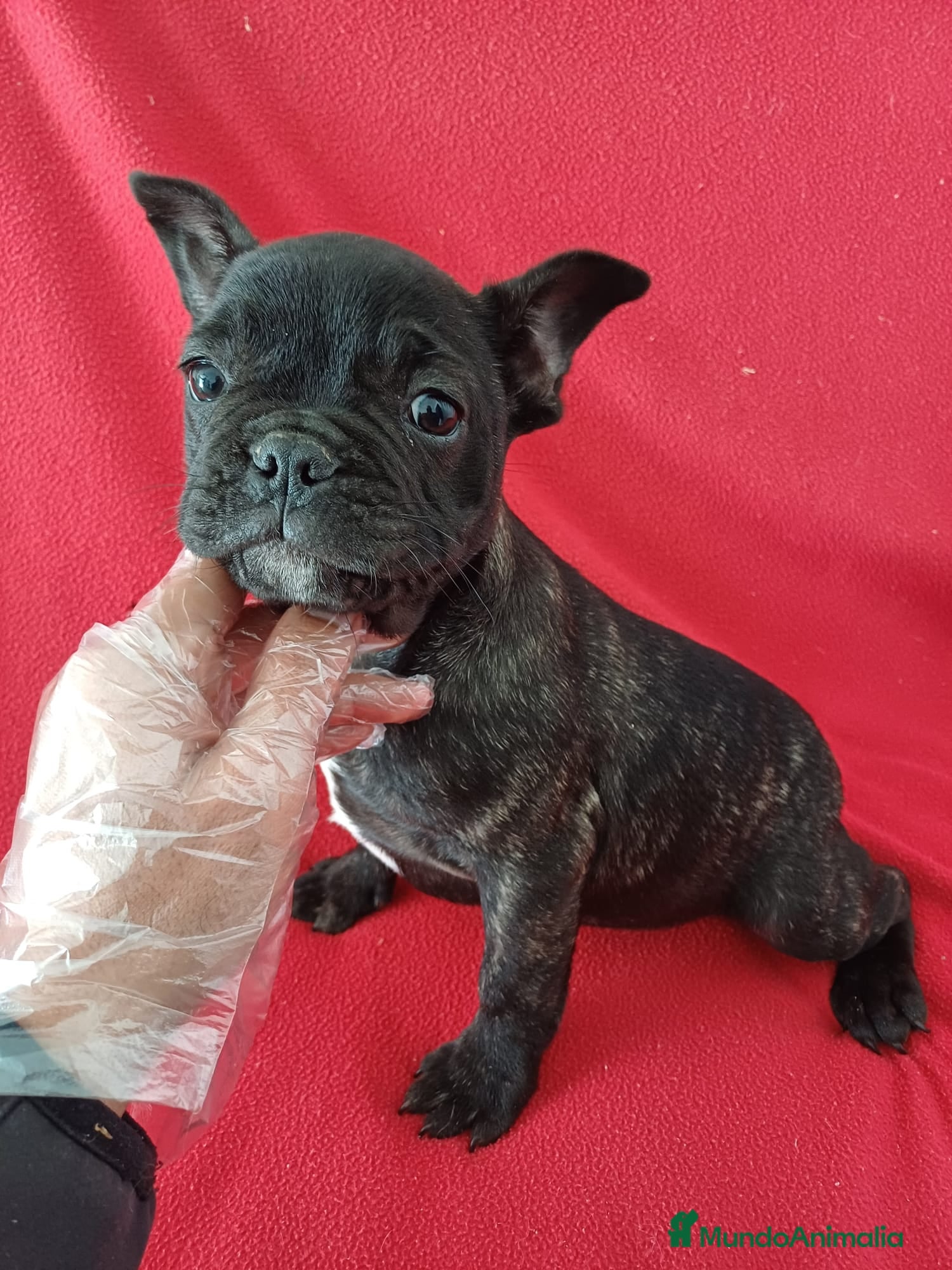 Bulldog Francés perros Bulldog Francés  - Anuncio 16