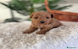 Caniche Toy perros en venta: CANICHE TOY - Anuncio 4