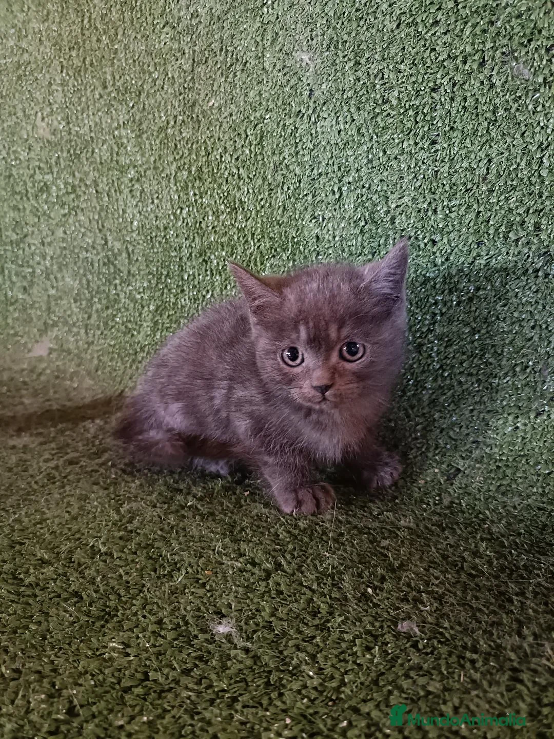 Británico de Pelo Corto gatos en venta: Excelente camada de British - Anuncio 1