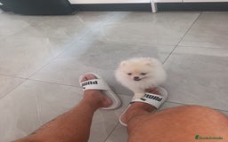 Pomerania perros en venta: Pomerania linea rusa Toy  - Imagen 5