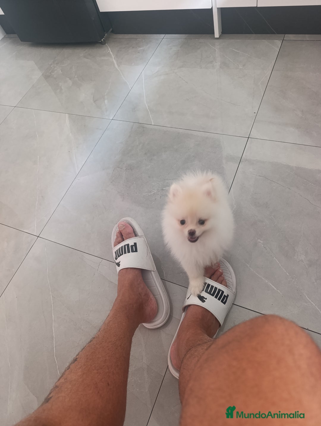 Pomerania perros en venta: Pomerania linea rusa Toy  - Imagen 5