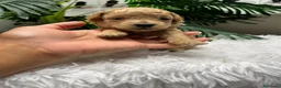 Caniche Enano perros en venta: CANICHE ENANO - Anuncio 13