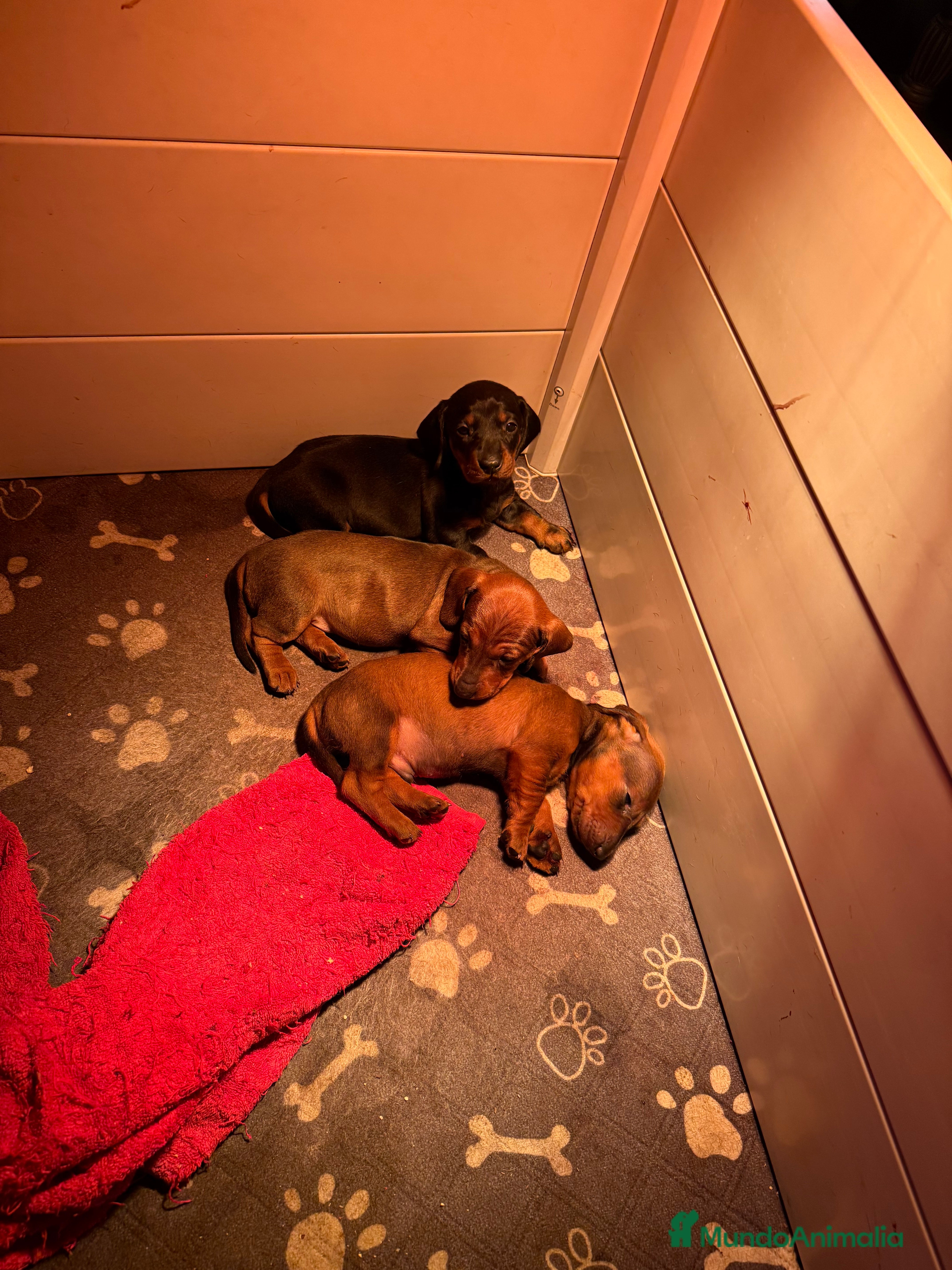 Teckel perros Cachorras teckel standard pelo corto - Anuncio 1