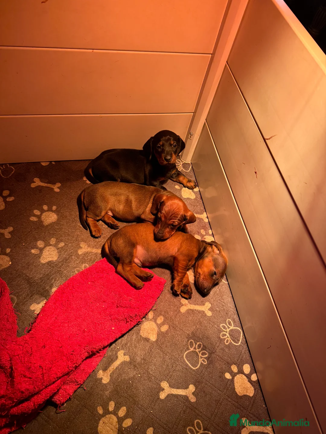 Teckel perros en venta: Cachorras teckel standard pelo corto - Anuncio 1