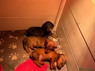 Teckel perros Cachorras teckel standard pelo corto - Anuncio 1