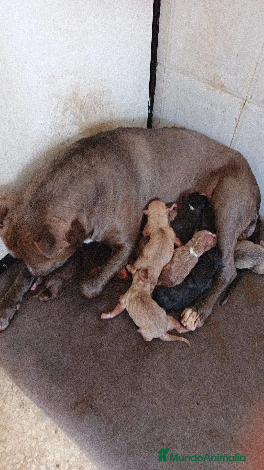 American Pit Bull Terrier perros en venta: Pitbull terrier - Anuncio 1