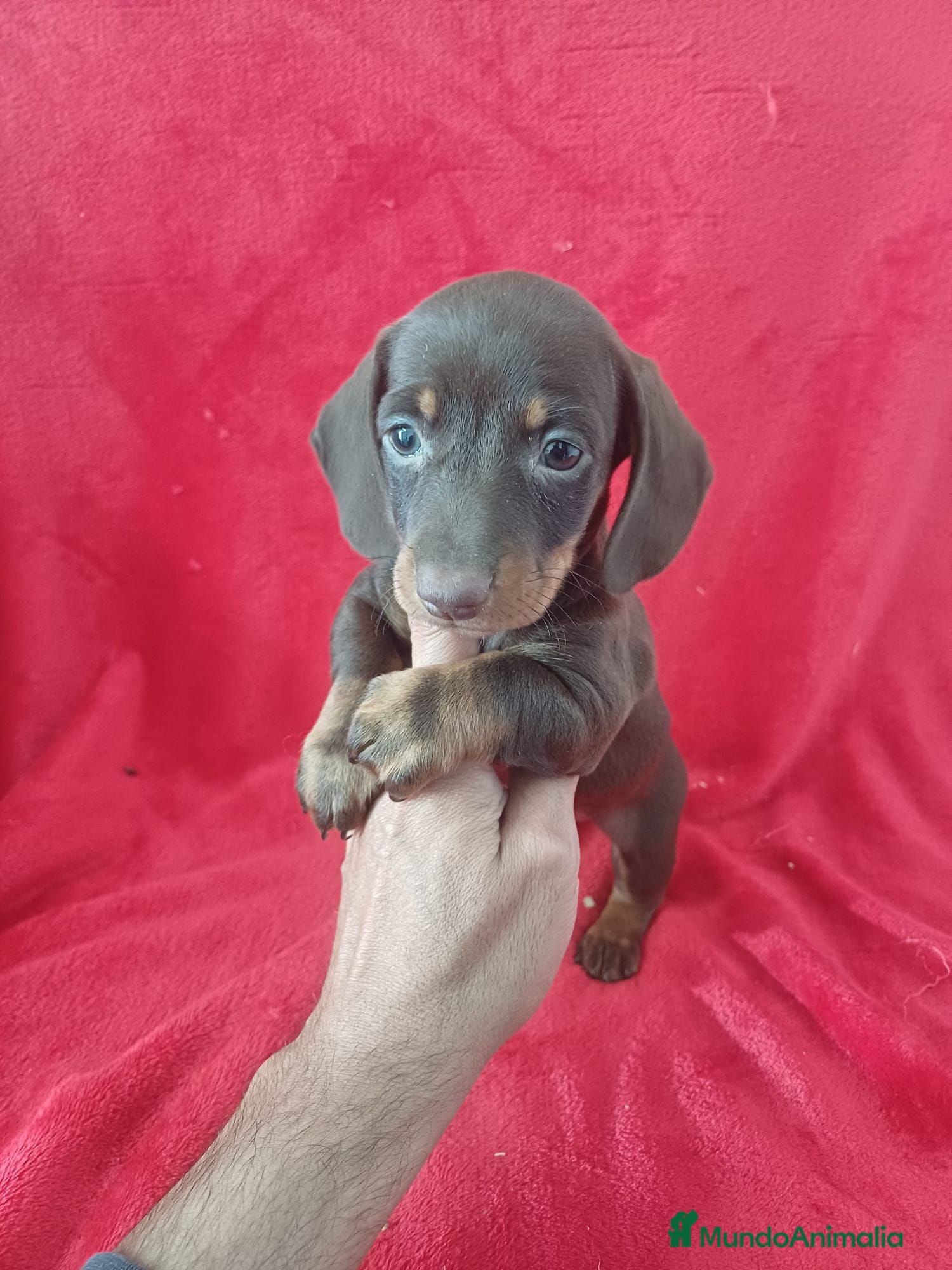 Teckel Miniatura perros Teckel Miniatura Chocolate  - Anuncio 1