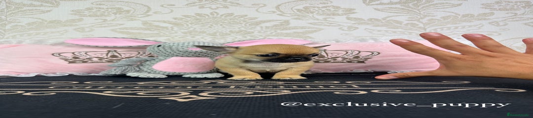 Chihuahua Cachorro 2