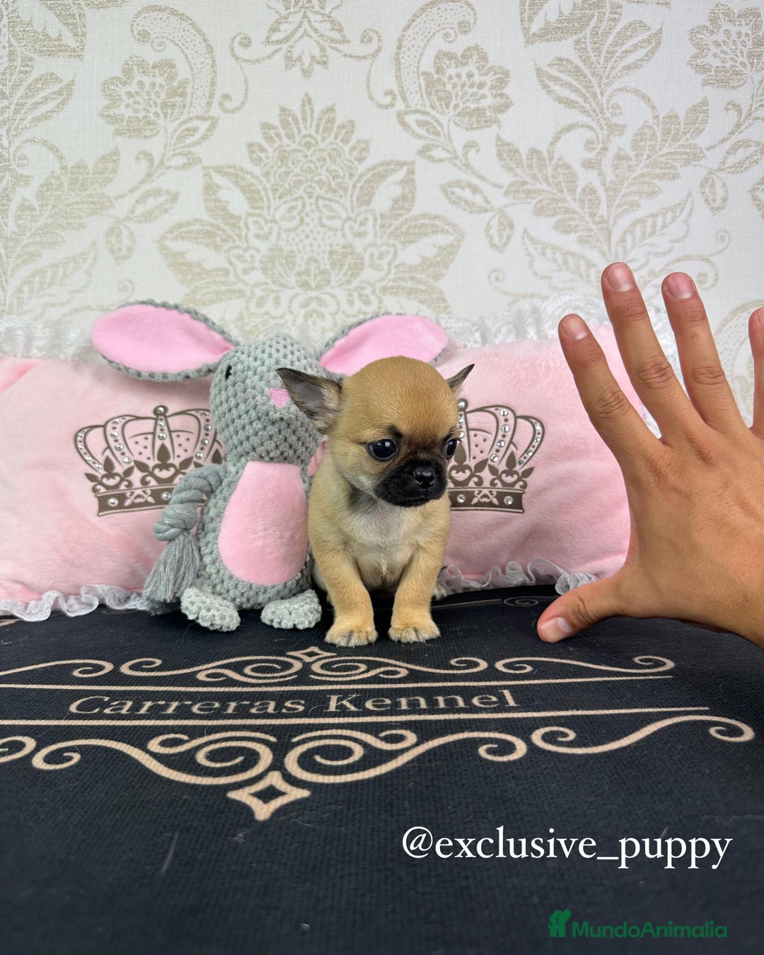 Chihuahua perros en venta: 🏆 Espectacular Chihuahua de Alta Calidad  - Imagen 2
