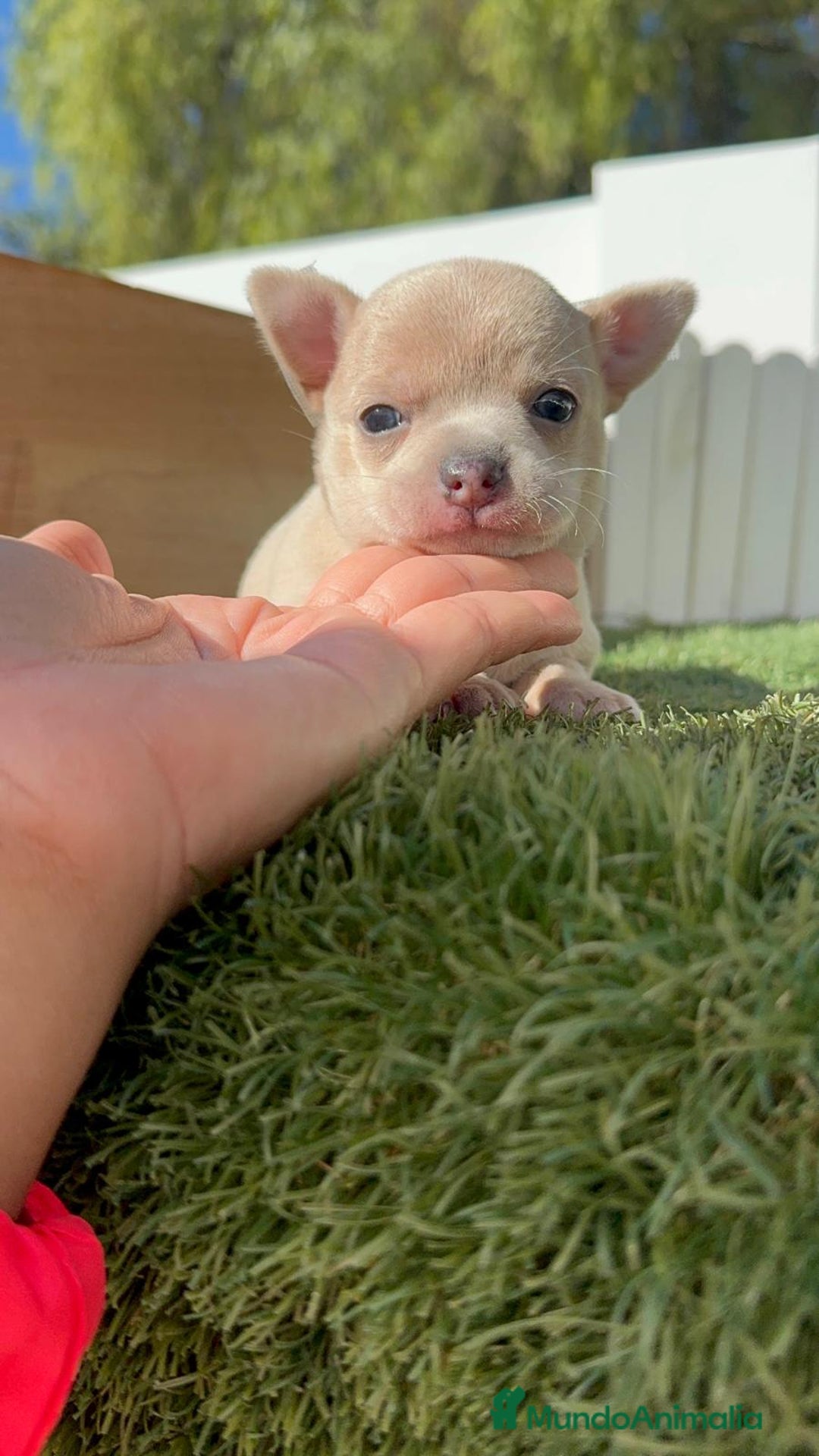 Chihuahua perros en venta: CHIHUAHUA HEMBRA - Imagen 6