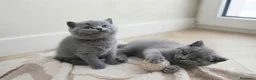 Británico de Pelo Corto gatos en venta: Gatos Brithish shorthair  - Anuncio 9
