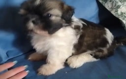 Shih Tzu perros en venta: Machitos de Shih-tzu  - Imagen 3