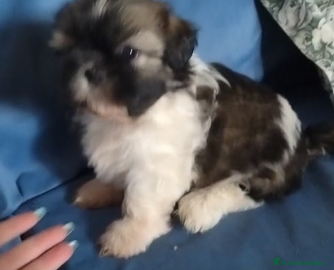 Shih Tzu perros en venta: Machitos de Shih-tzu  - Imagen 3