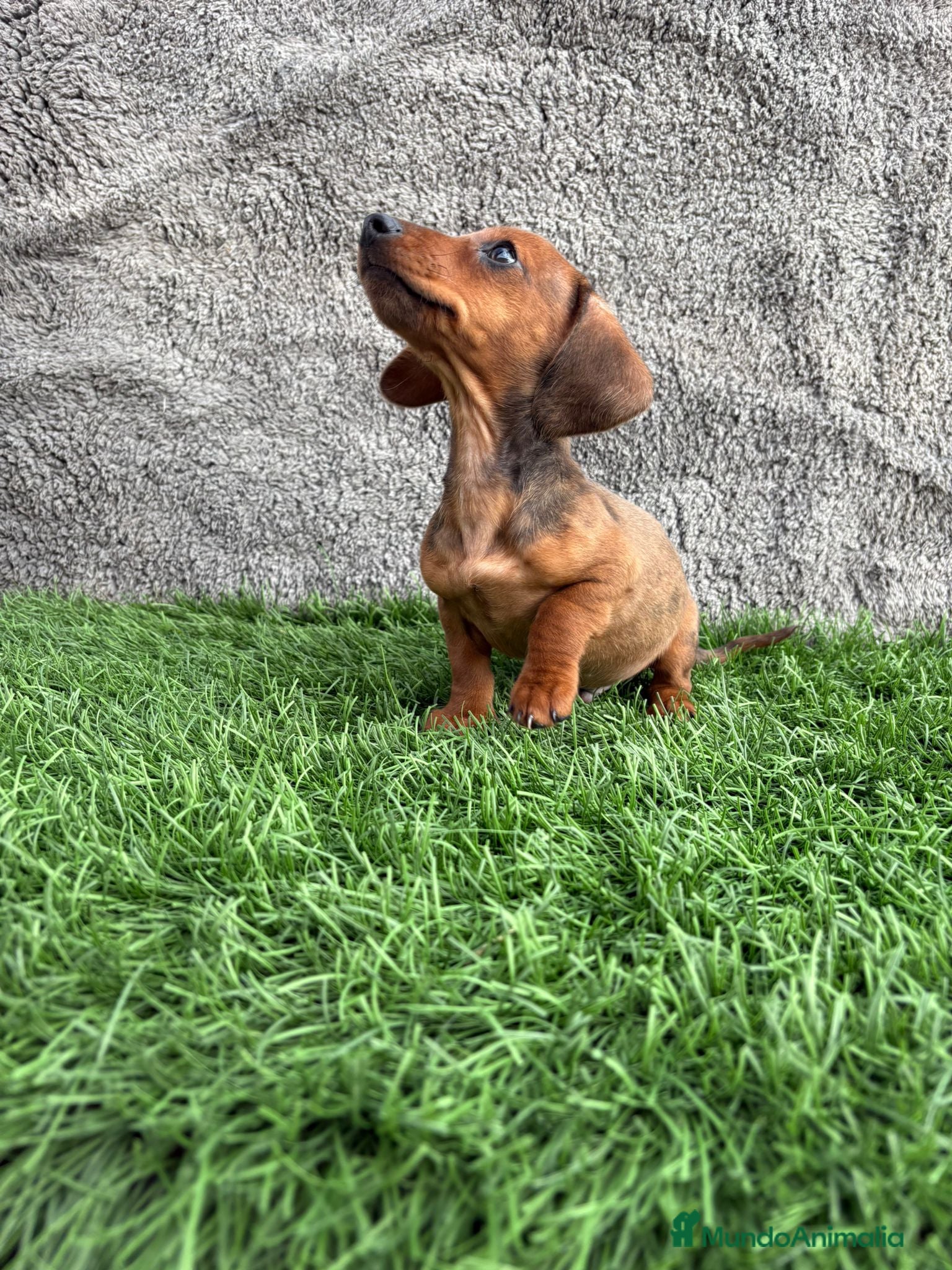 Teckel Miniatura perros Macho de Teckel Kaninchen Merle chocolate diluido - Anuncio 2