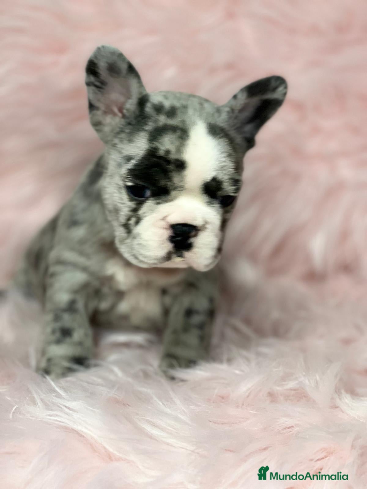 Bulldog Francés perros Bulldog francés merle en Barcelona - Anuncio 2