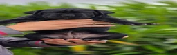 Cane Corso perros en venta: Cachorros de Cane Corso - Anuncio 3