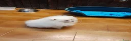 Pomerania perros en venta: Pomeranian toy - Anuncio 5
