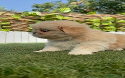 Pekinés perros en venta: PEKINES IMPERIAL HEMBRA - Imagen 2