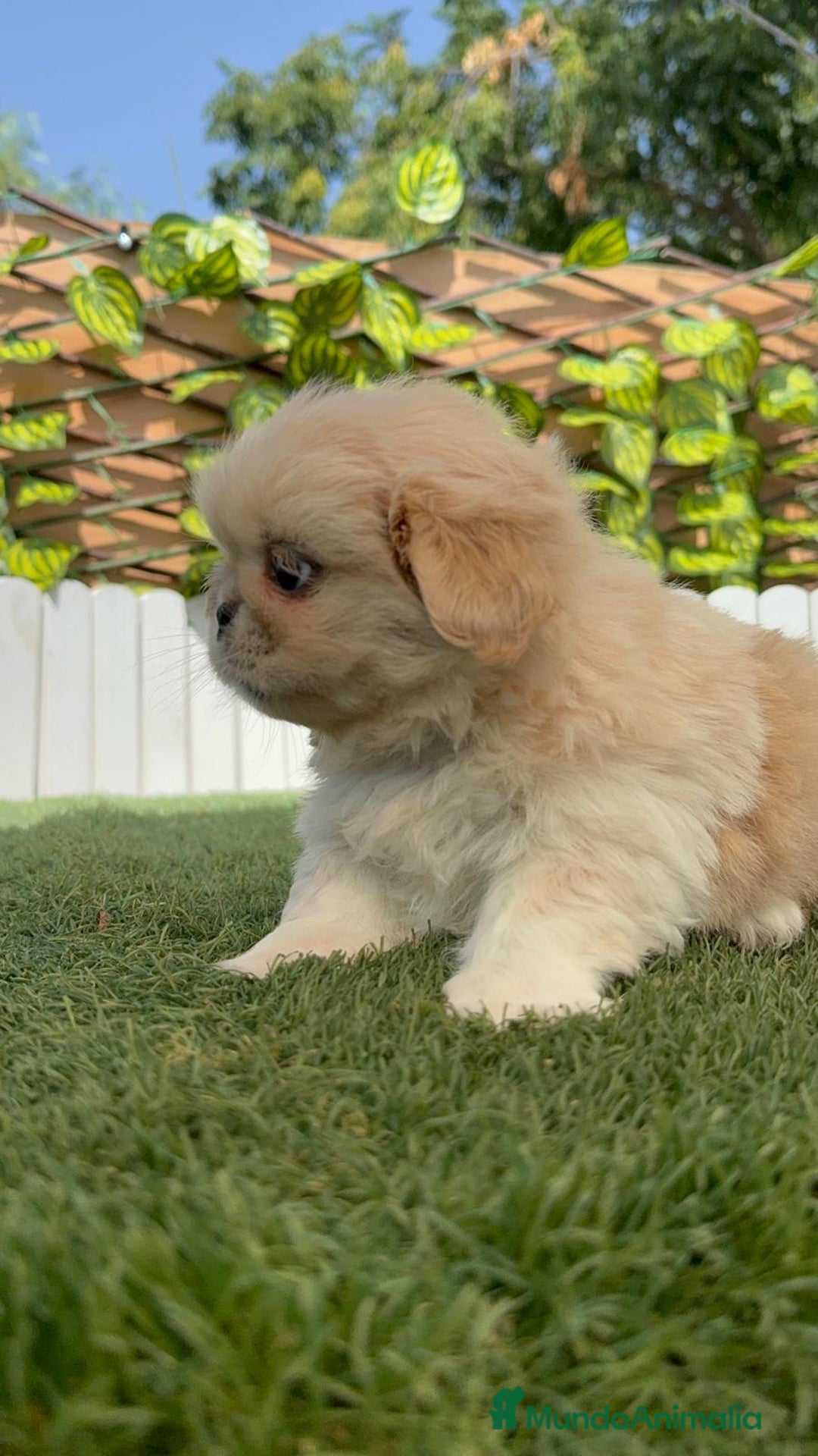 Pekinés perros en venta: PEKINES IMPERIAL HEMBRA - Imagen 2