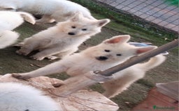 Pastor Blanco Suizo perros en venta: Pastor Blanco Suizo  - Imagen 1