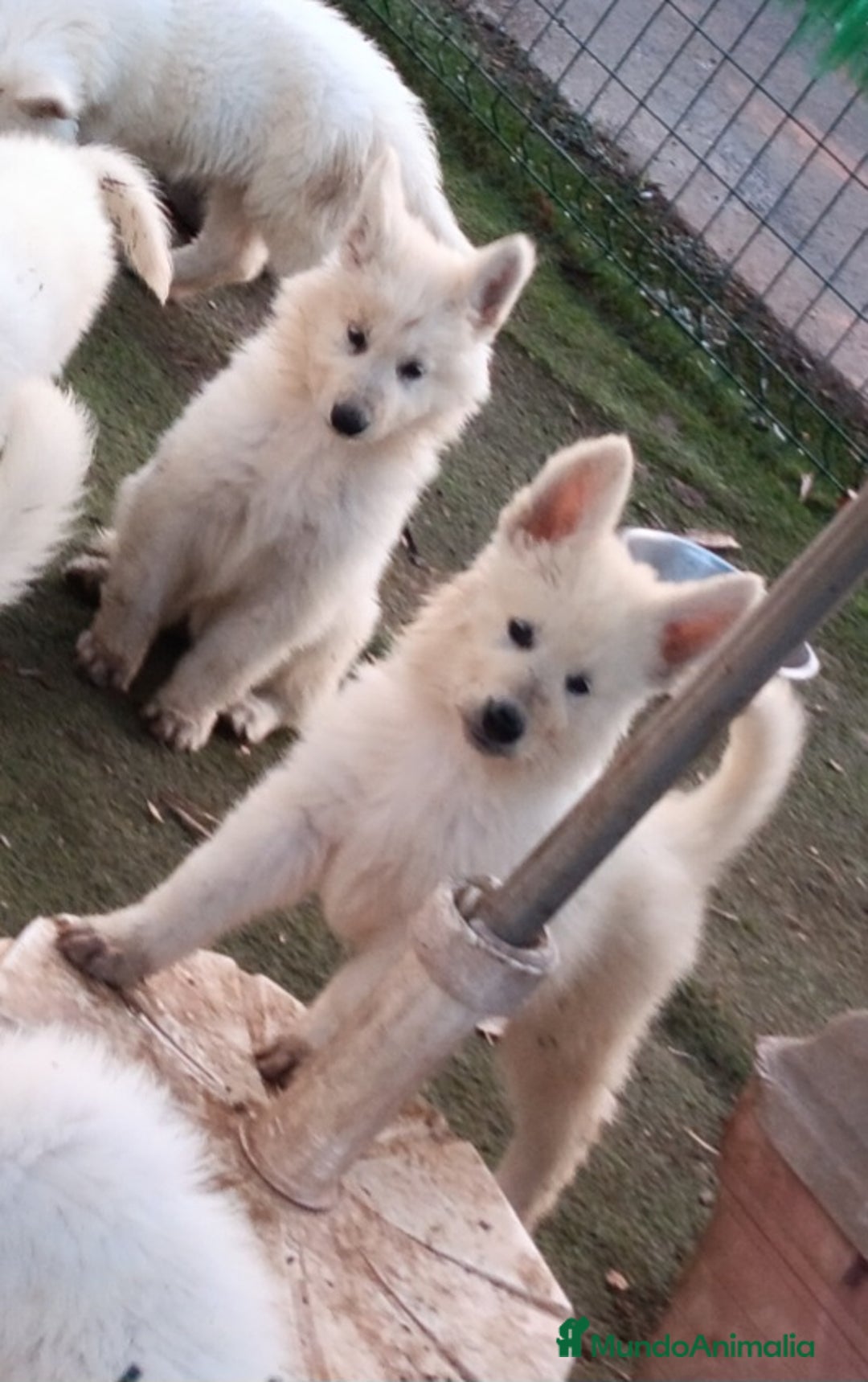 Pastor Blanco Suizo perros en venta: Pastor Blanco Suizo  - Imagen 1