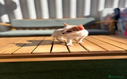 Chihuahua perros en venta: Chihuahua toy cabeza manzana 🍏 - Imagen 6