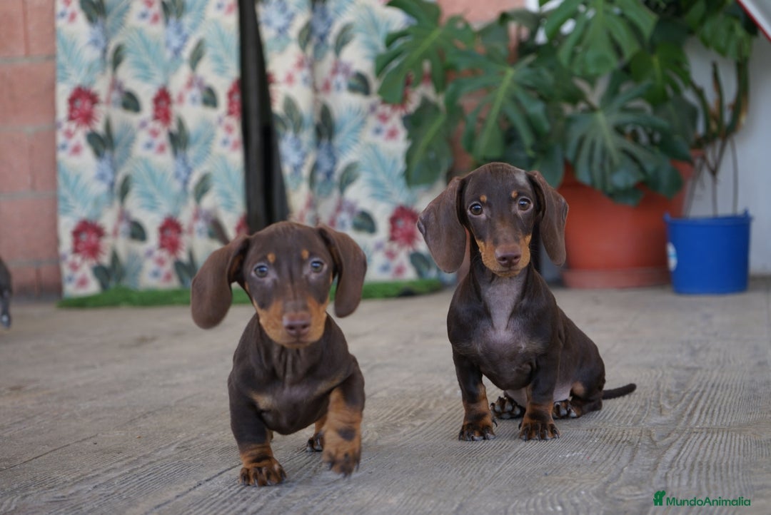 Teckel Miniatura perros en venta: 🐾 Bongo y Cacao – Teckel miniatura 🐾 - Imagen 6