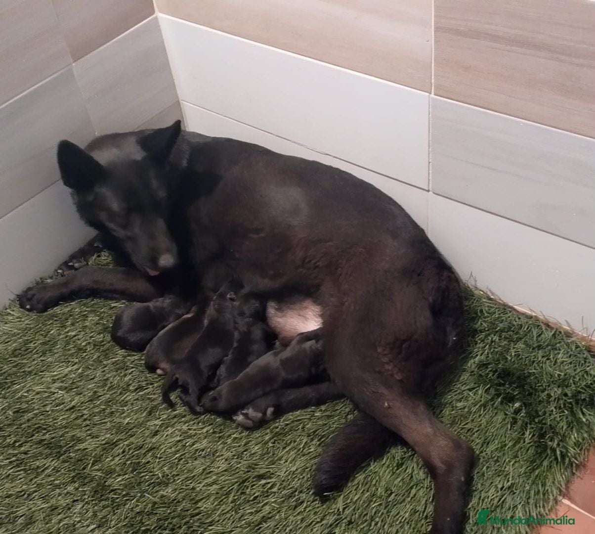 Pastor Alemán perros Pastores alemanes negro solido - Anuncio 1