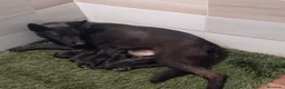 Pastor Alemán perros en venta: Pastores alemanes negro solido - Anuncio 1