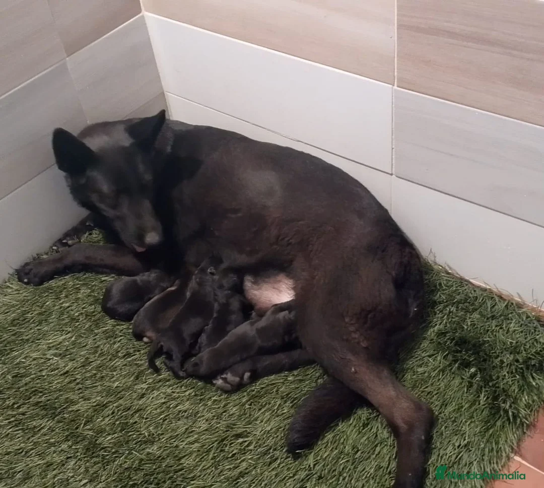 Pastor Alemán perros en venta: Pastores alemanes negro solido - Anuncio 1