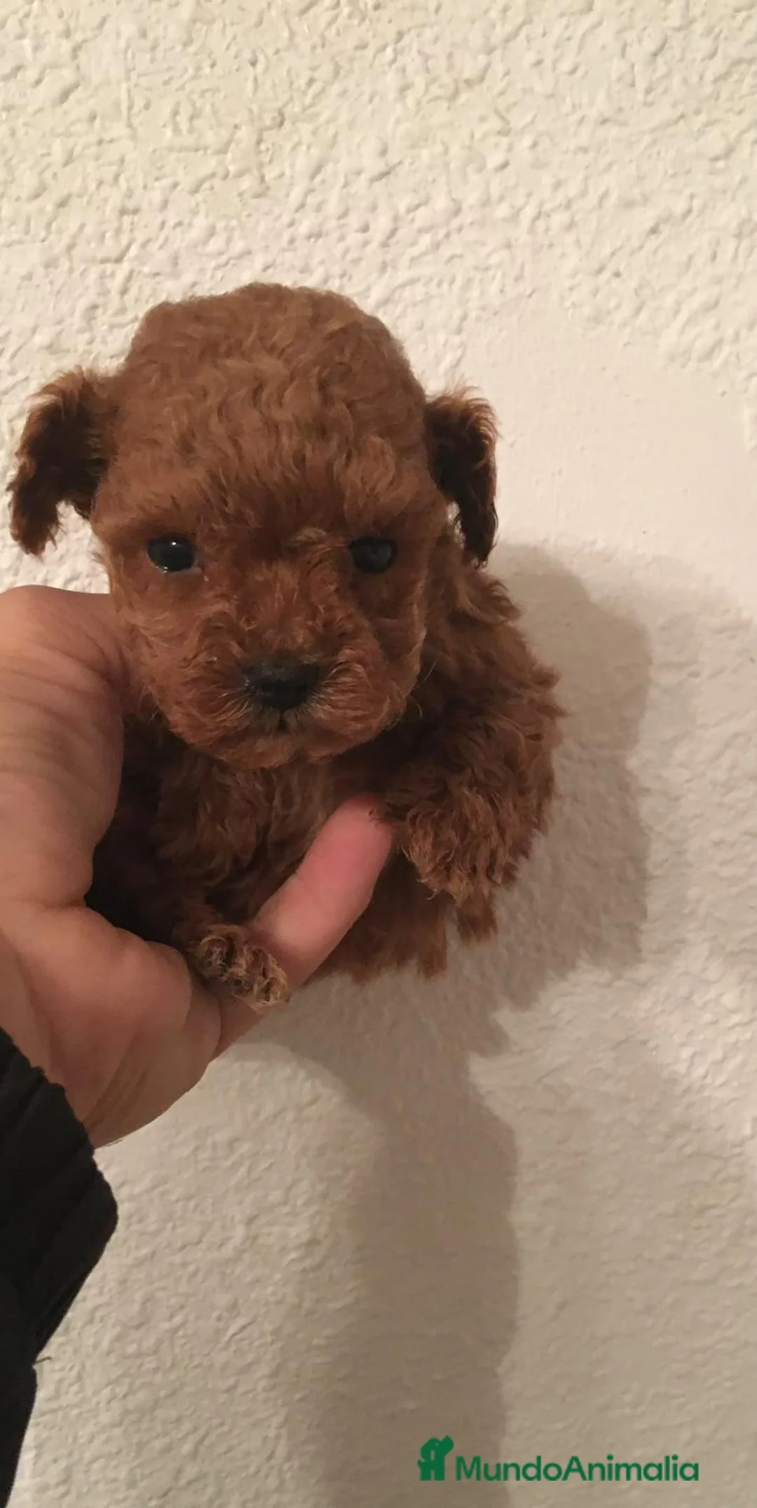 Caniche Toy perros en venta: Caniche toy - Anuncio 5