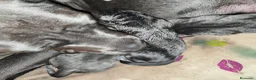 Cane Corso perros en venta: Cane corso  - Anuncio 2