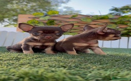 Chihuahua perros en venta: CHIHUAHUA MACHO - Imagen 18
