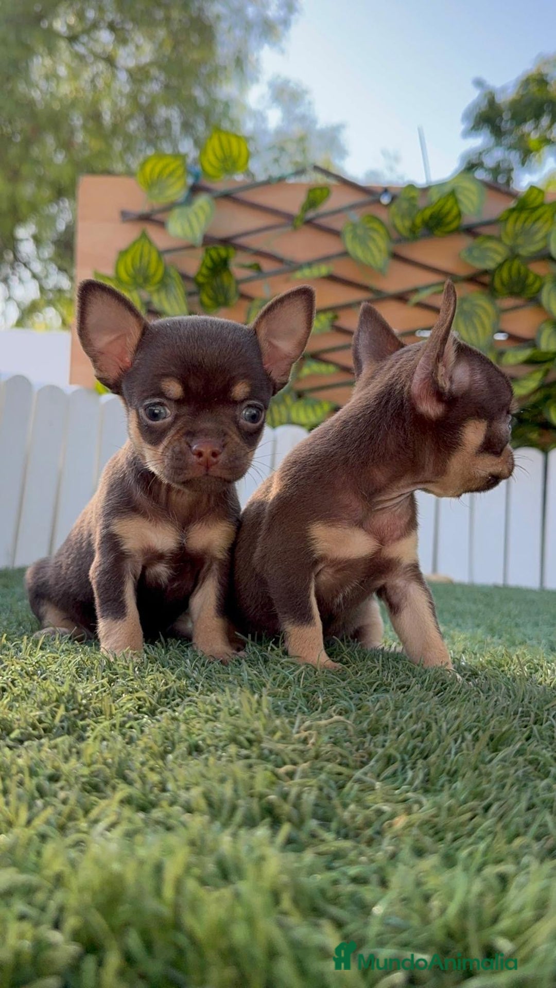 Chihuahua perros en venta: CHIHUAHUA MACHO - Imagen 18