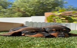 Teckel Miniatura perros en venta: TECKEL MINIATURA MACHO - Imagen 15