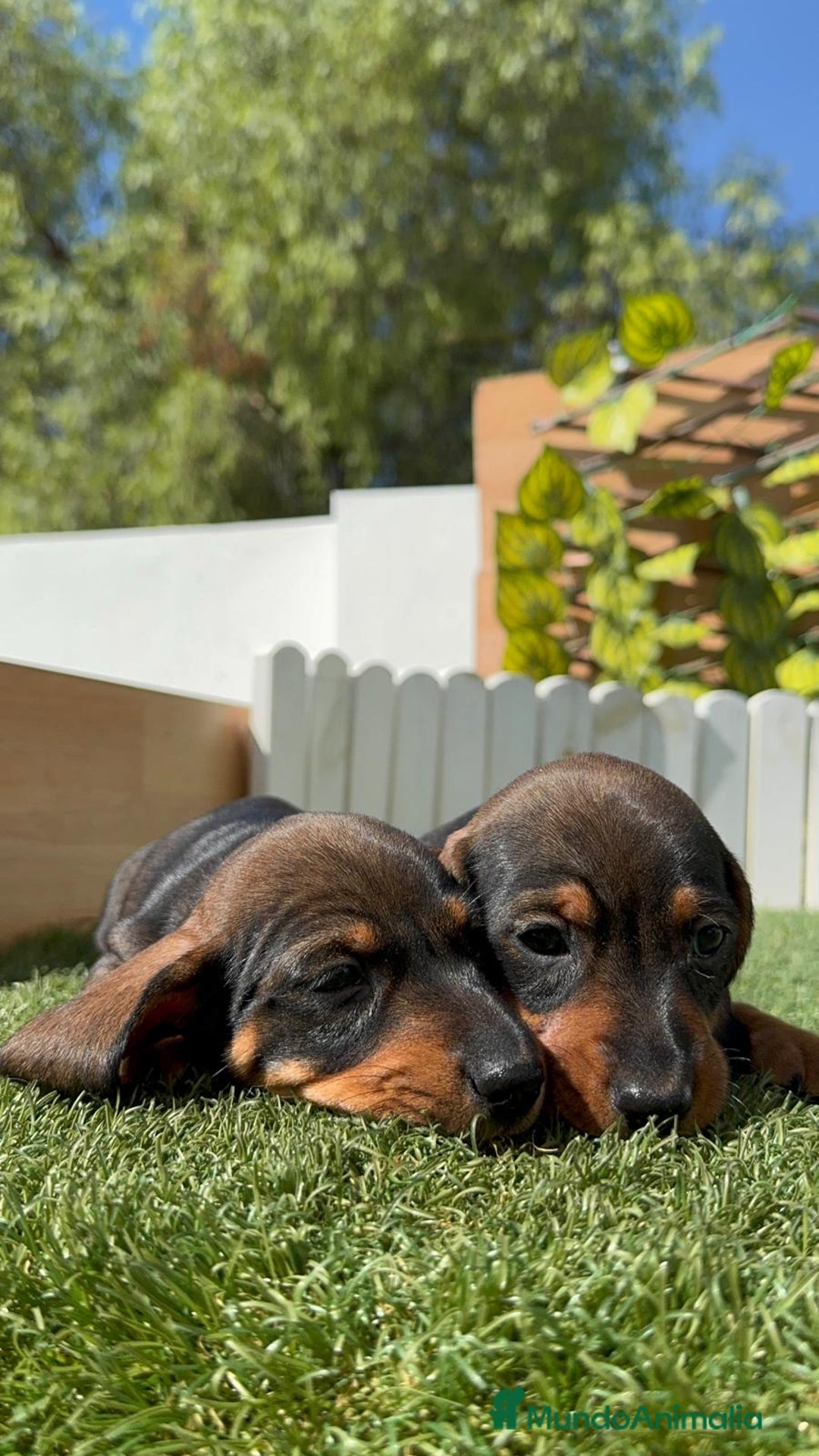 Teckel Miniatura perros en venta: TECKEL MINIATURA MACHO - Imagen 15