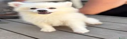 Pomerania perros en venta: Pomeranias ositos🐾🐻 - Anuncio 8