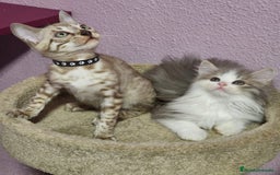 Kurilean Bobtail de Pelo Corto gatos en venta: Hembra Exótica y Hembra Kurilian - Imagen 2